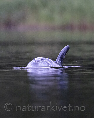BB_20240529_0106 fokus / Grampus griseus / Arrdelfin